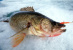 Зимняя рыбалка Shimano
