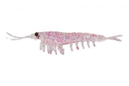 Приманка NIKKO Okiami Shrimp L 58мм #Pink Glitter