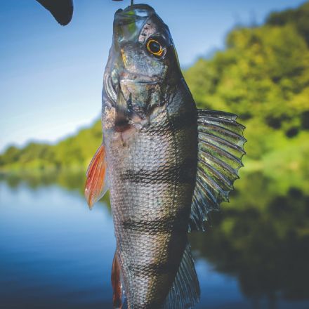 Приманка ZUB-BLEAK 125мм-4шт, (цвет 021) фиолетово-красный